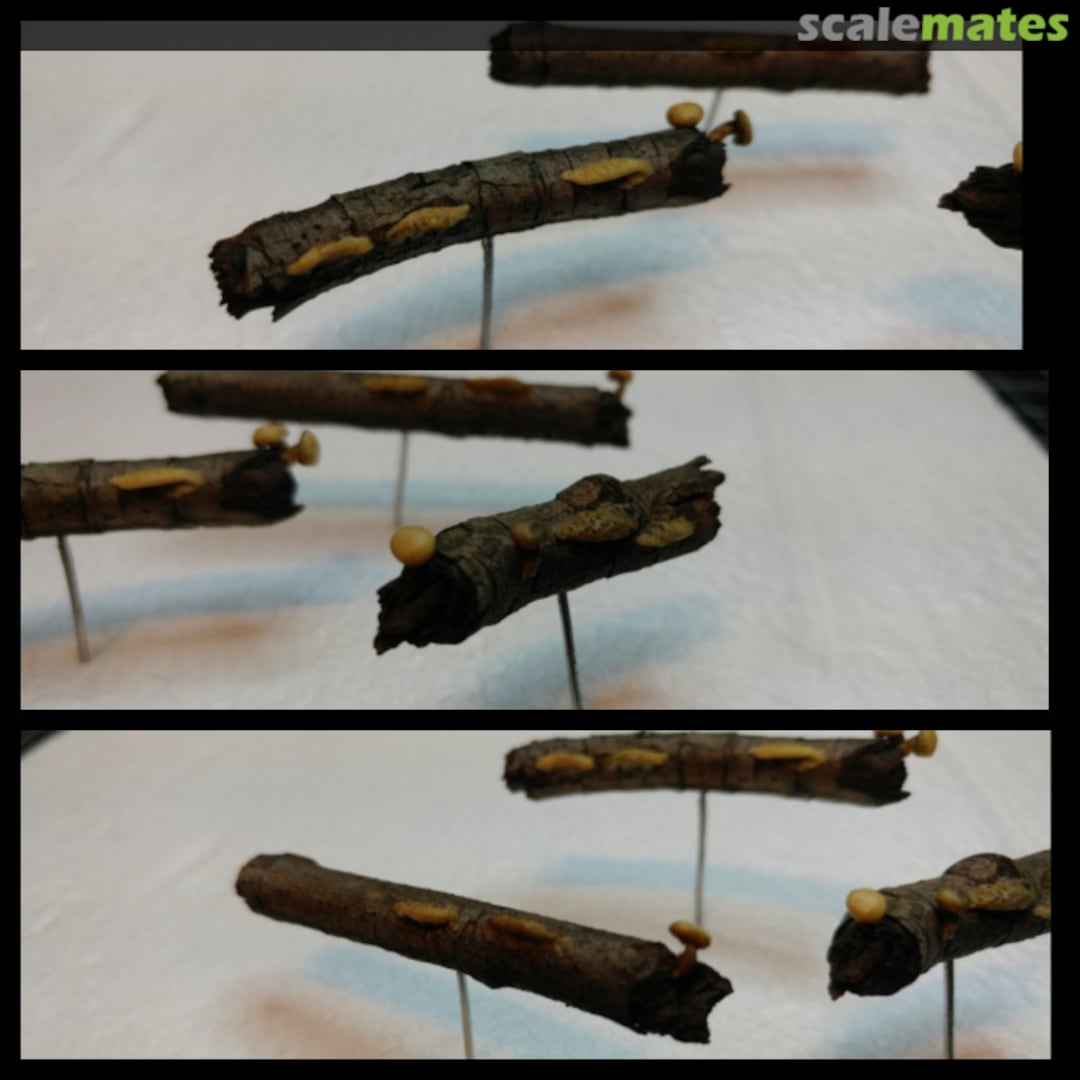 View album, image #12 View album, image #12