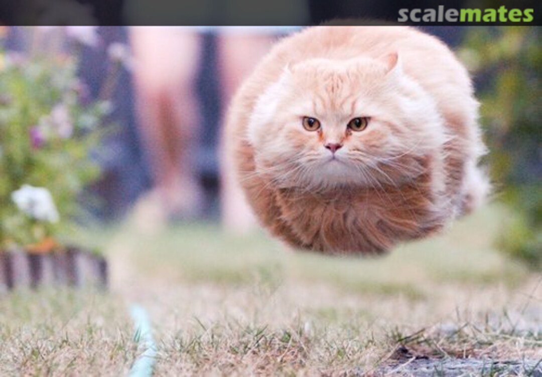 View album, image #1