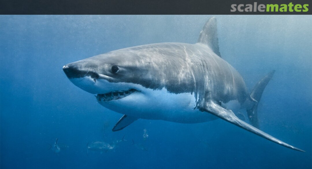 View album, image #1