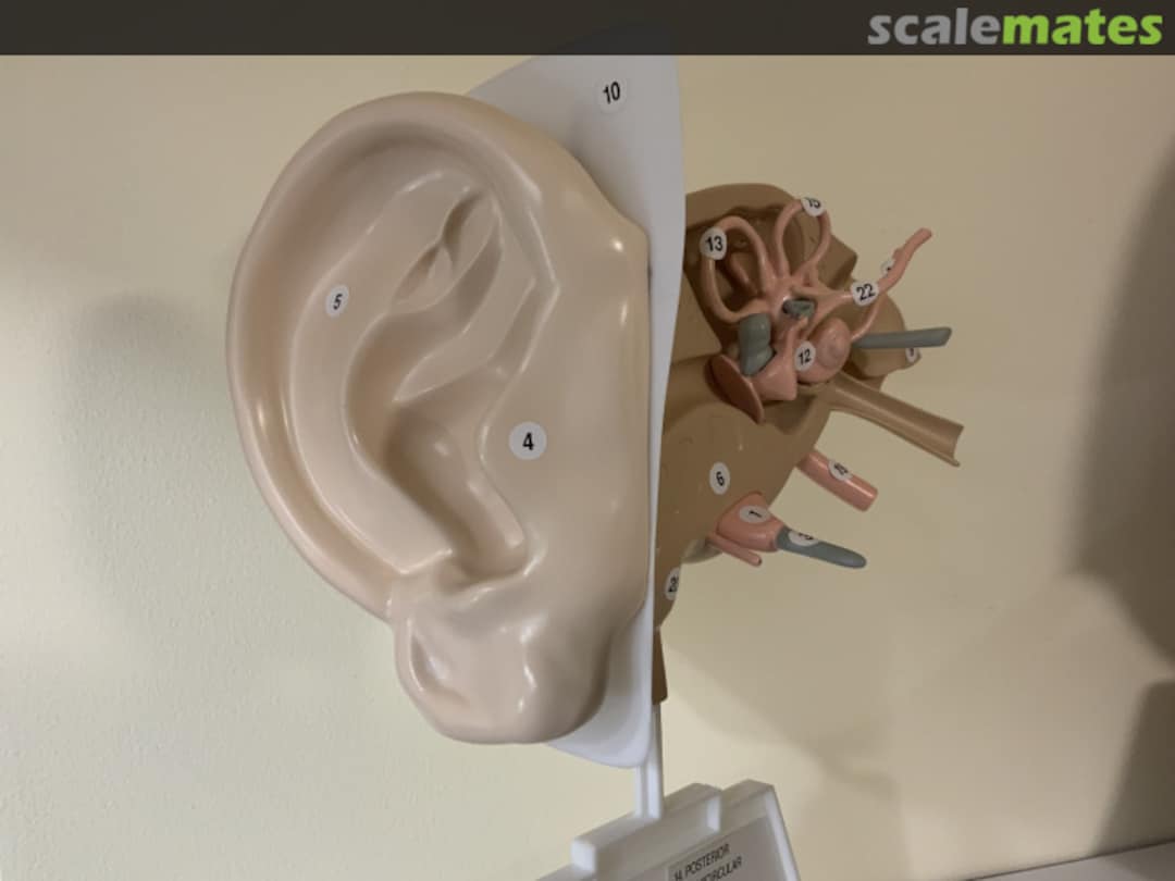 View album, image #3 View album, image #3