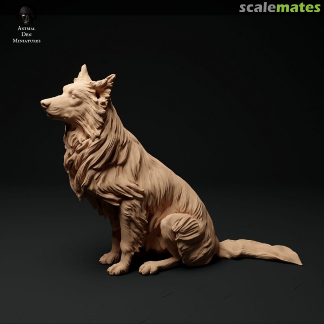 Boxart Dogs - border collie - sitting 48130112 EMP3d Boxart Dogs - border collie - sitting 48130112 EMP3d