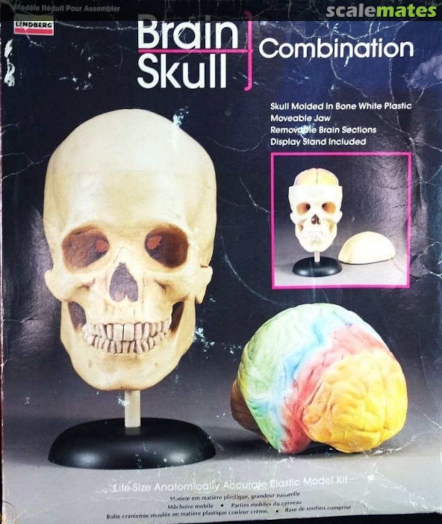 Boxart Brain/Skull Combination 1301 Lindberg