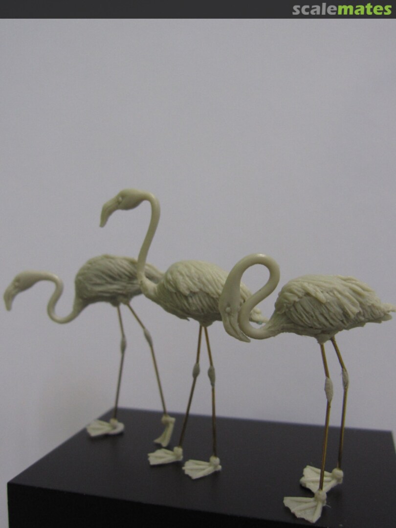 Boxart 3 flamingos in different poses CixM54007 Cix Models Boxart 3 flamingos in different poses CixM54007 Cix Models