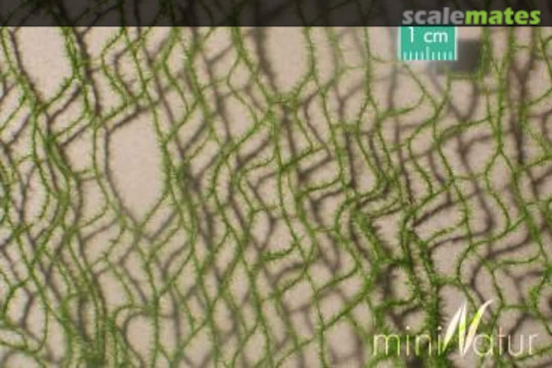 Boxart Horsetails, summer 990-22 Silhouette Boxart Horsetails, summer 990-22 Silhouette