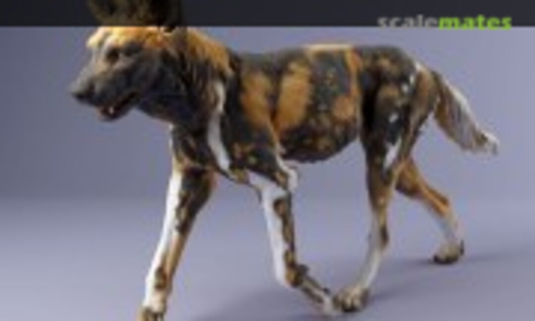 1:48 African wild dogs - female walking (EMP3d 48130239) 48130239