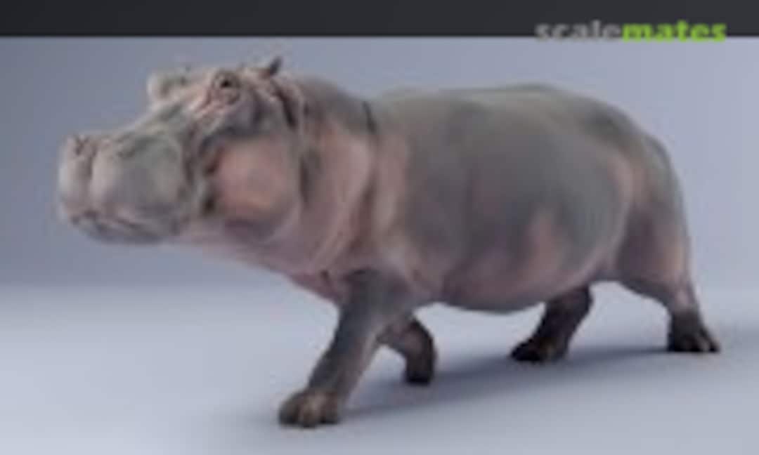 1:48 Hippopotamus - male running (EMP3d 48130247) 48130247