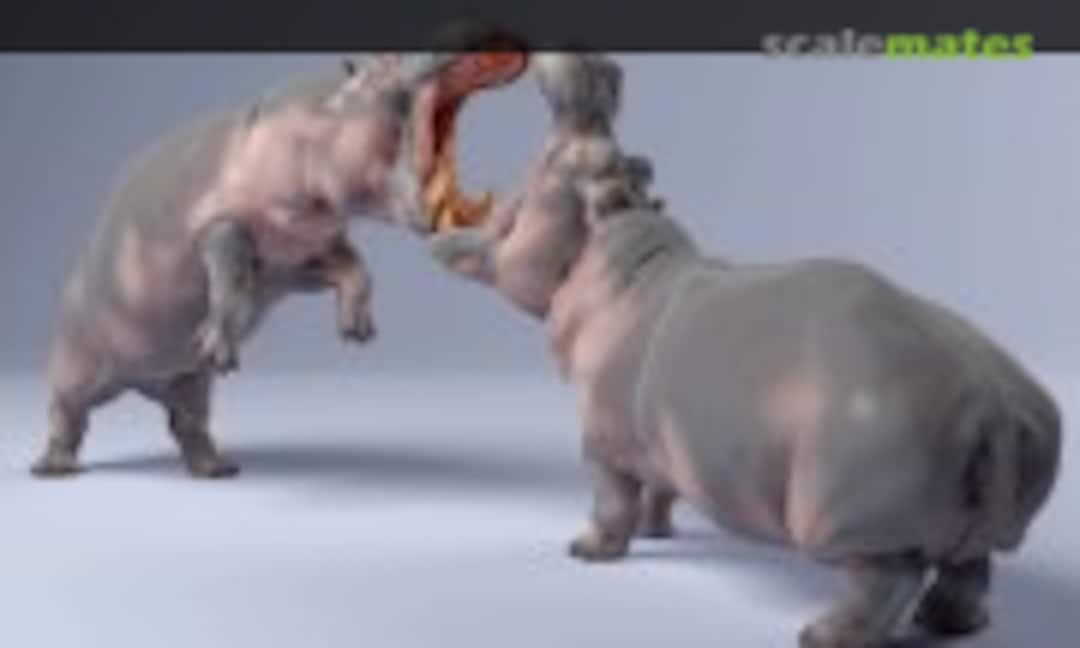 1:48 Hippopotamus - males fighting (EMP3d 48130249) 48130249