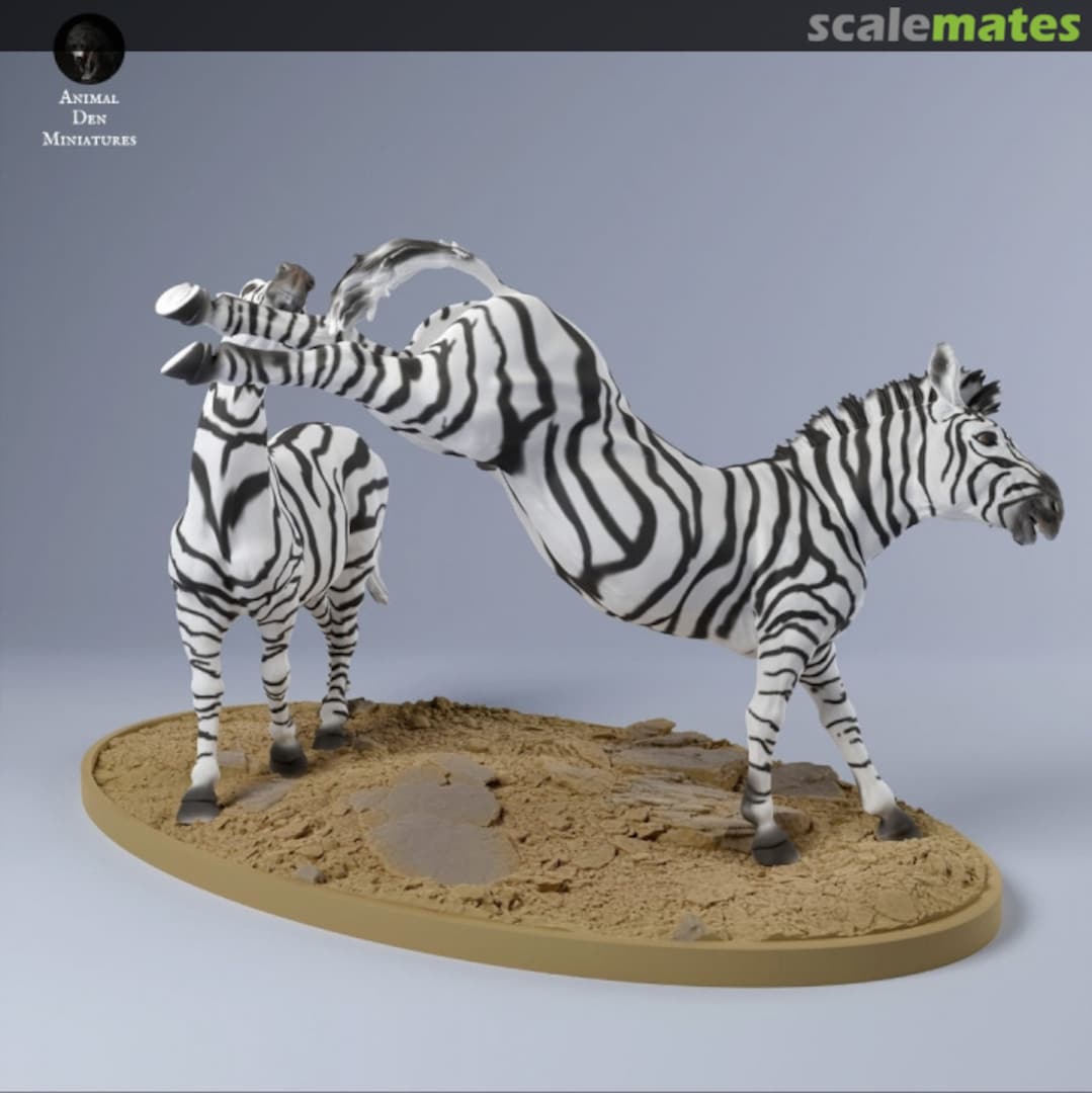 Boxart Plains Zebra - Fighting Males 48130252 EMP3d Boxart Plains Zebra - Fighting Males 48130252 EMP3d