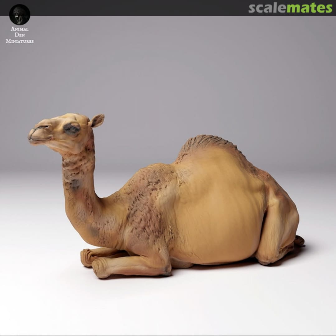 Boxart Dromader camel - female lying 48130260 EMP3d