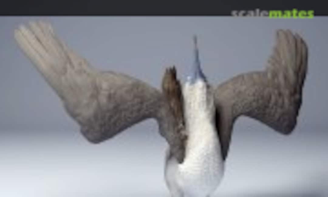 1:35 Blue Footed Booby - dancing (EMP3d 35130531) 35130531