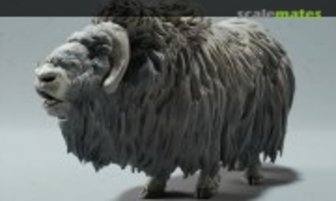 1:35 Musk Ox - male (bull) calling (EMP3d 35130605) 35130605