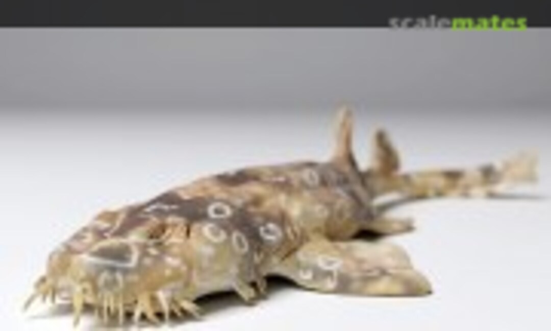 1:48 Spotted Wobbegong Shark - swimming (EMP3d 48130271) 48130271