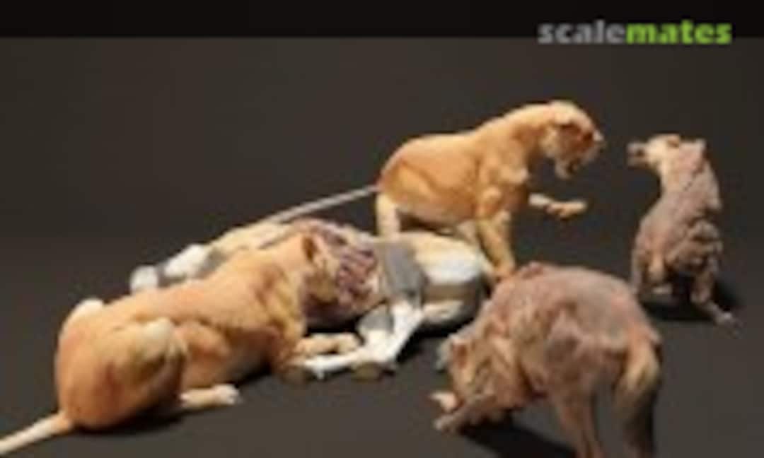 1:35 Lion - lionesses feasting vs hyenas (EMP3d 35130705) 35130705