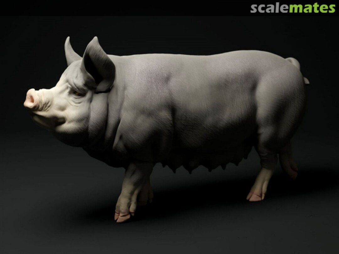 Boxart Pig / Berkshire - female walking (2 pieces) 48130312 EMP3d Boxart Pig / Berkshire - female walking (2 pieces) 48130312 EMP3d