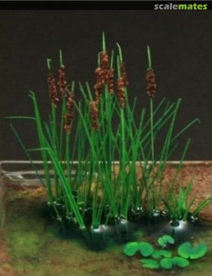 Boxart Bulrush <Green> GL-1-72-003-GN Fredericus-Rex Boxart Bulrush <Green> GL-1-72-003-GN Fredericus-Rex