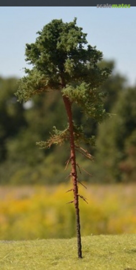 Boxart Young Pine Tree Tall (Sosna Młoda Wysoka) SOM1 Freon