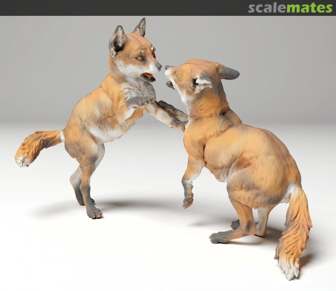 Boxart Red fox - pups playing 48130441 EMP3d Boxart Red fox - pups playing 48130441 EMP3d