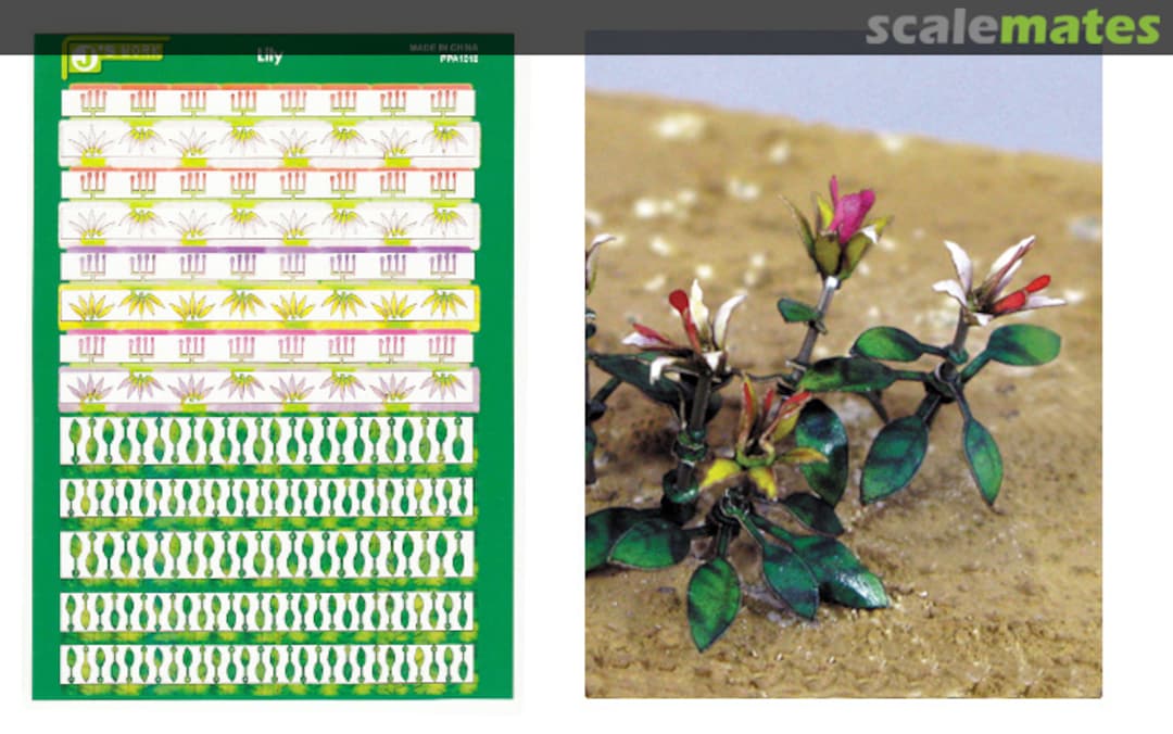 Boxart Lily - Lilie PPA1018 J's Work Boxart Lily - Lilie PPA1018 J's Work