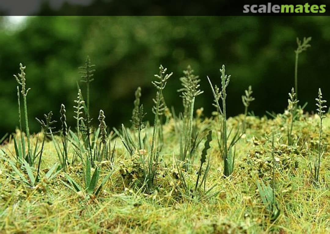 Boxart Fescue VG3-015 Model Scene Boxart Fescue VG3-015 Model Scene