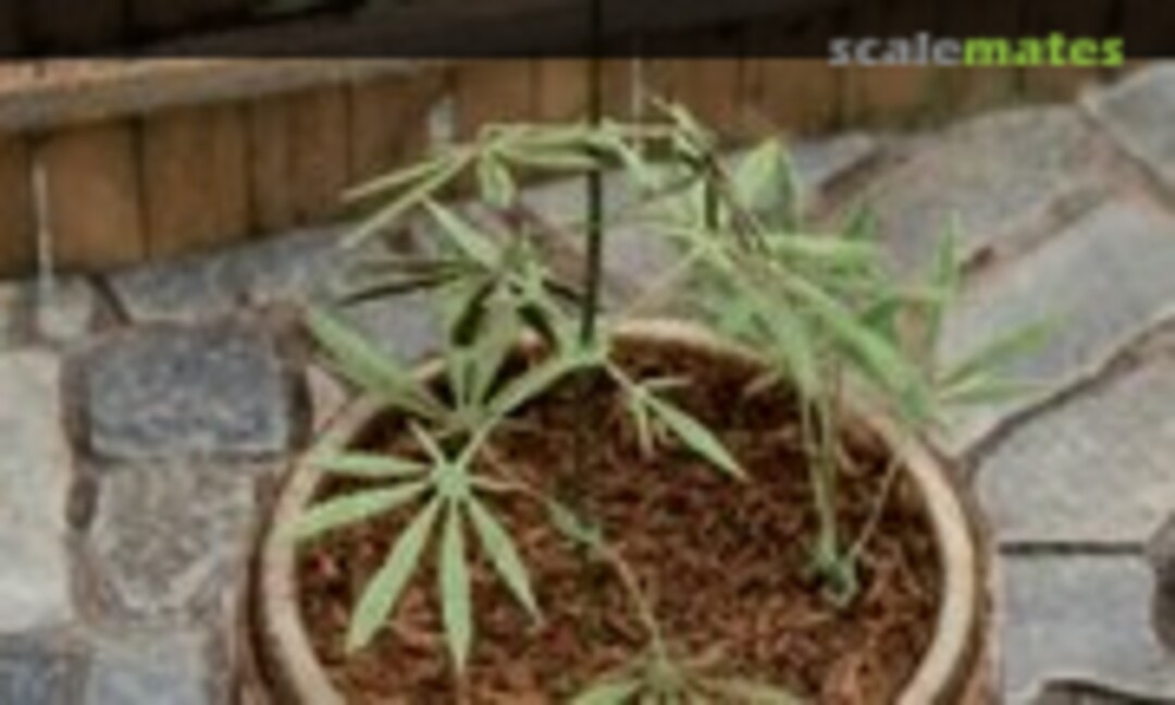 No Cannabis (Model Scene VG3-016) VG3-016