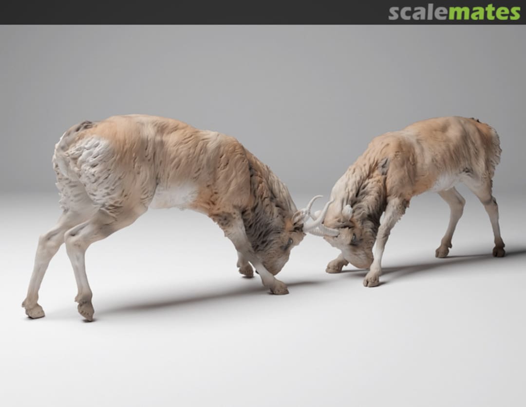 Boxart Steppe Suhak (Antelope) - males fighting - 1 set 48130626 EMP3d Boxart Steppe Suhak (Antelope) - males fighting - 1 set 48130626 EMP3d