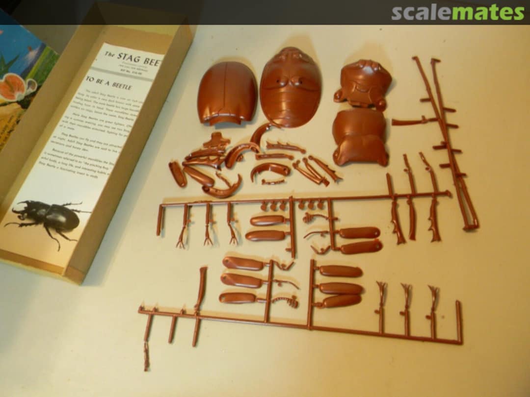 Contents "Bertram" The Stag Beetle 516-98 Hawk Contents "Bertram" The Stag Beetle 516-98 Hawk