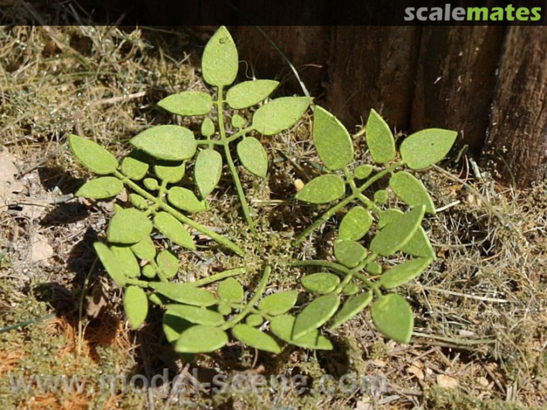Boxart Low Weed VG3-004 Model Scene