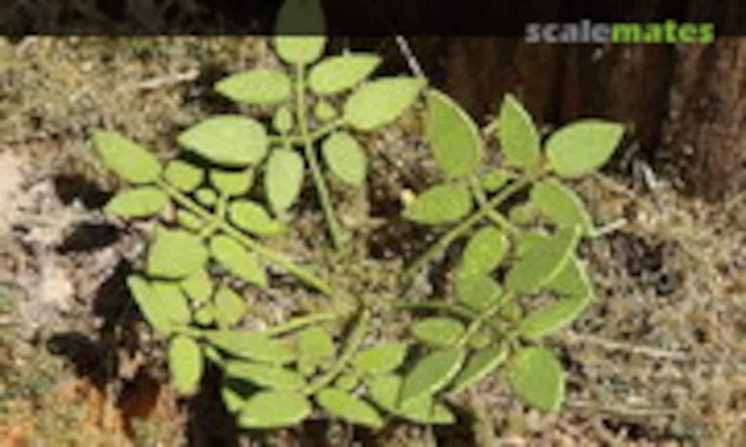 No Low Weed (Model Scene VG3-004) VG3-004