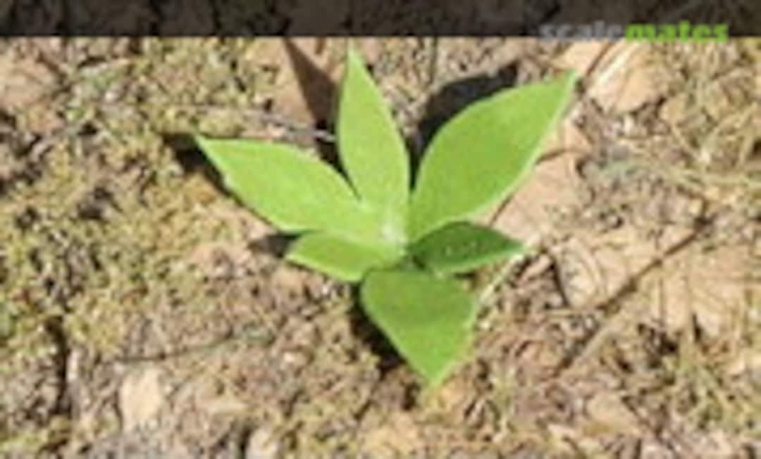 No Low Weed - Type II (Model Scene VG3-009) VG3-009