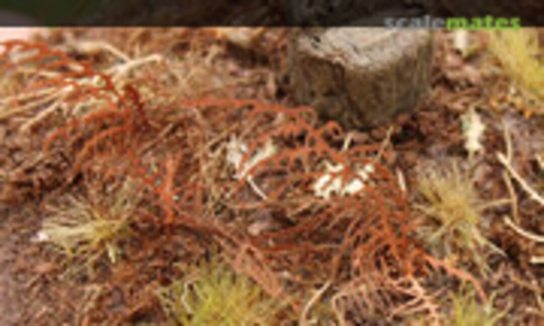 No Dry Fern (Model Scene VG3-017) VG3-017