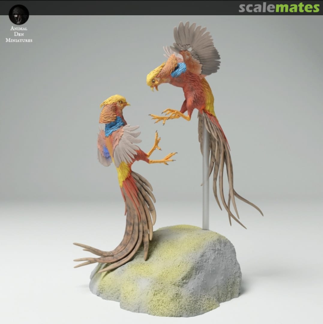 Boxart Golden Pheasant - Fighting males 25130539 EMP3d Boxart Golden Pheasant - Fighting males 25130539 EMP3d