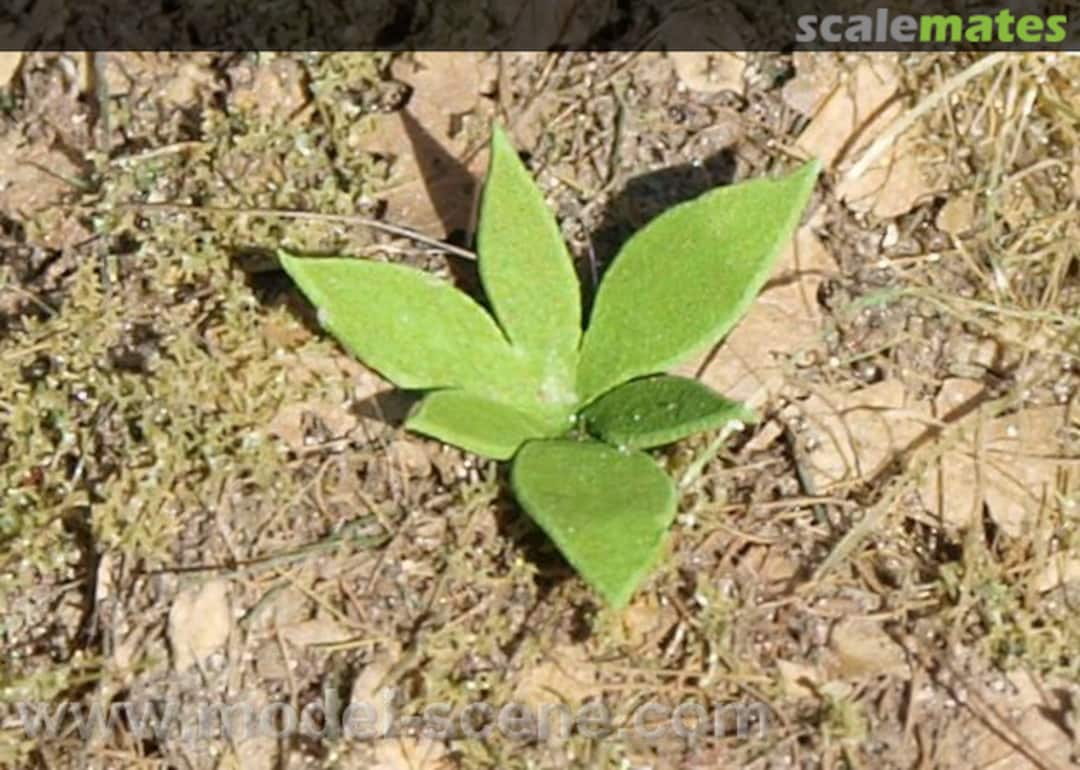 Boxart Low weed - type II. VG4-009 Model Scene Boxart Low weed - type II. VG4-009 Model Scene