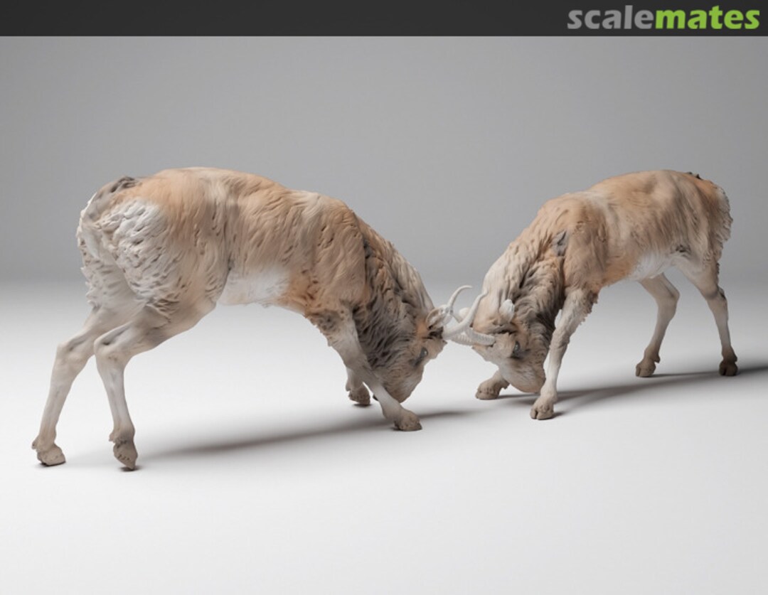Boxart Steppe Suhak (Antelope) - males fighting - 1 set 25130626 EMP3d