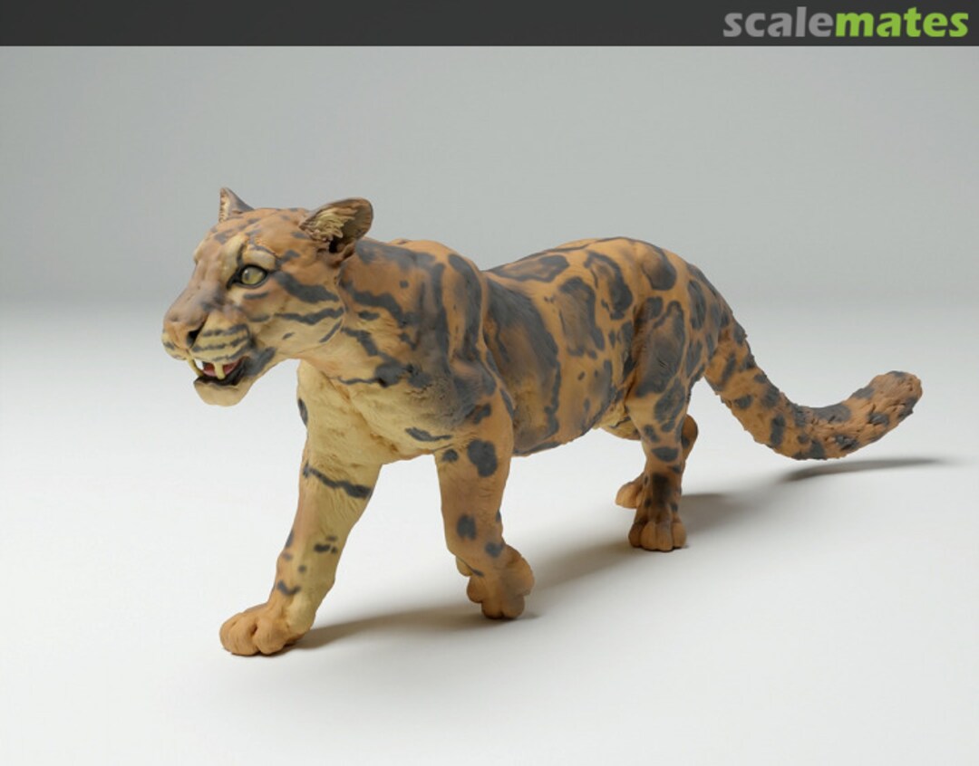 Boxart Clouded Leopard - Male walking 72130715 EMP3d Boxart Clouded Leopard - Male walking 72130715 EMP3d