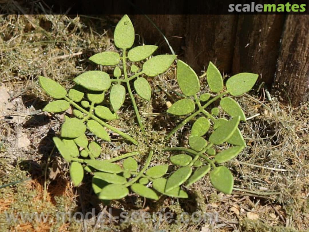 Boxart Low Weed VG7-004 Model Scene Boxart Low Weed VG7-004 Model Scene