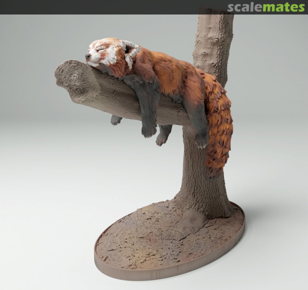 Boxart Red Panda - Male lying on the tree 72130717 EMP3d Boxart Red Panda - Male lying on the tree 72130717 EMP3d