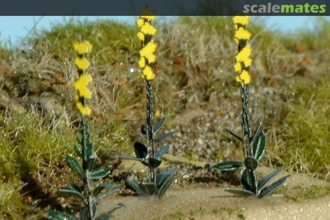 Boxart Mullein VG7-223 Model Scene Boxart Mullein VG7-223 Model Scene