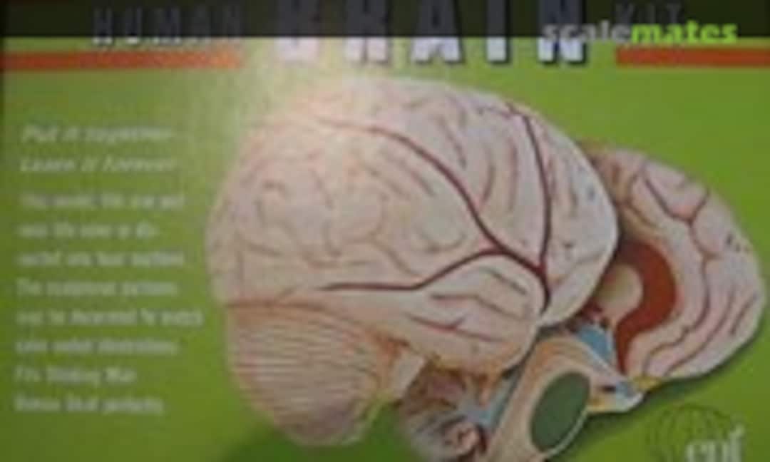 1:1 Human Brain (Educational Products 9500:400) 9500:400