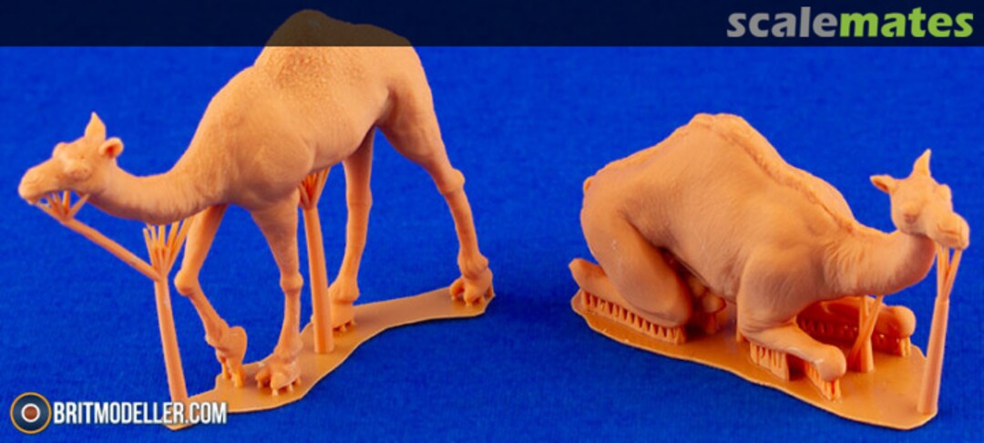 Boxart Dromedary (2 pcs) F72397 CMK