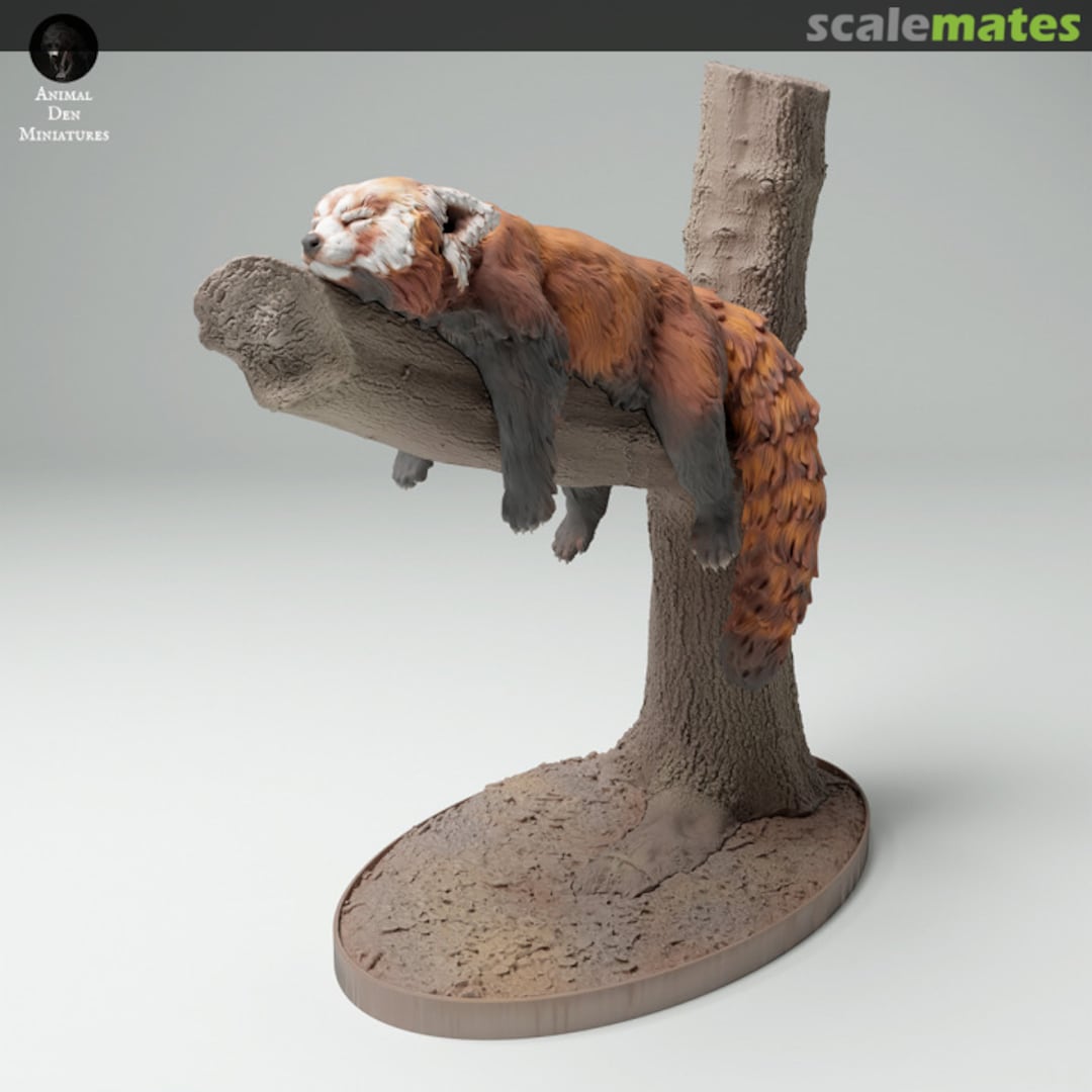 Boxart Red Panda - Male lying on the tree 25130717 EMP3d Boxart Red Panda - Male lying on the tree 25130717 EMP3d