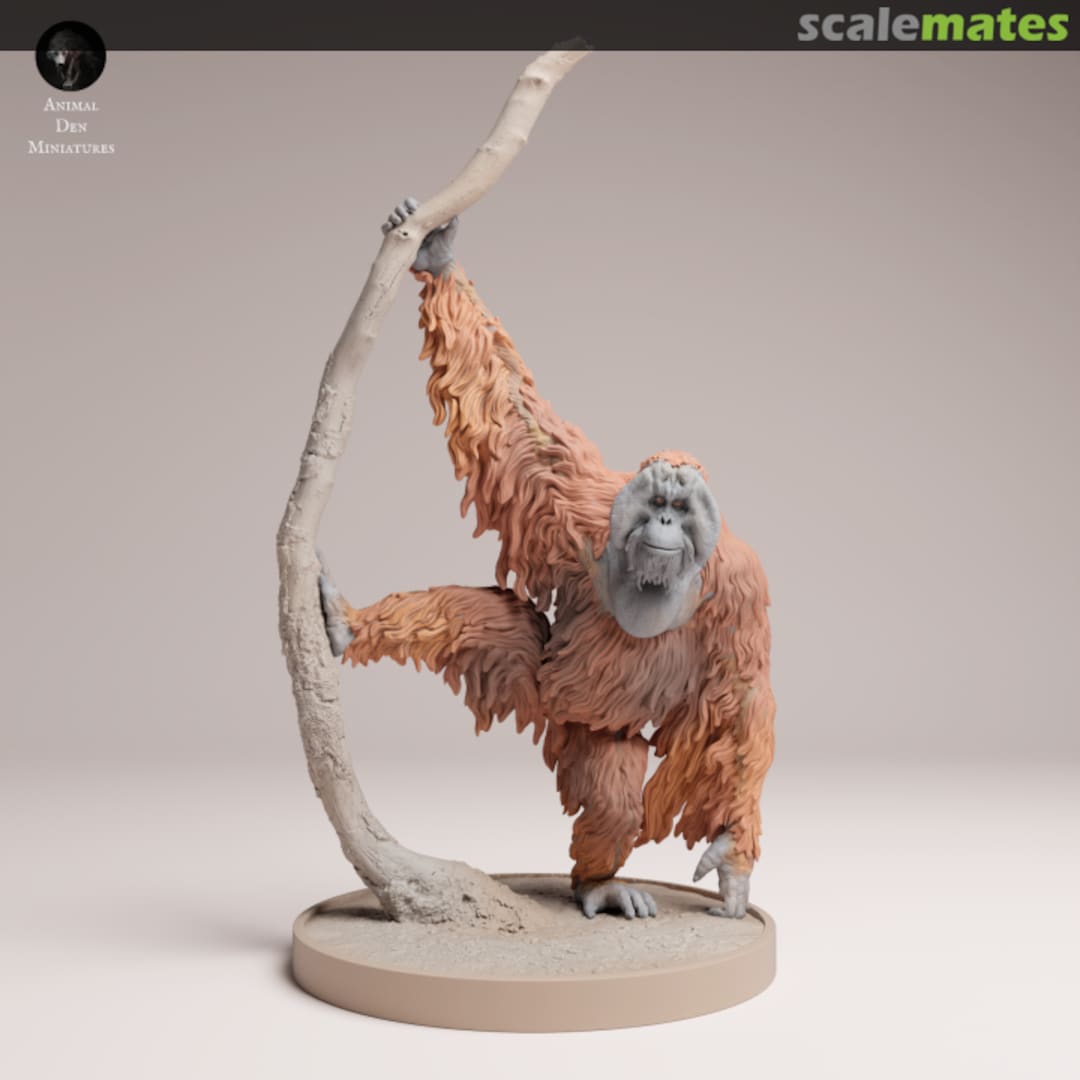Boxart Sumatran Orangutan - Male on the tree 25130721 EMP3d Boxart Sumatran Orangutan - Male on the tree 25130721 EMP3d