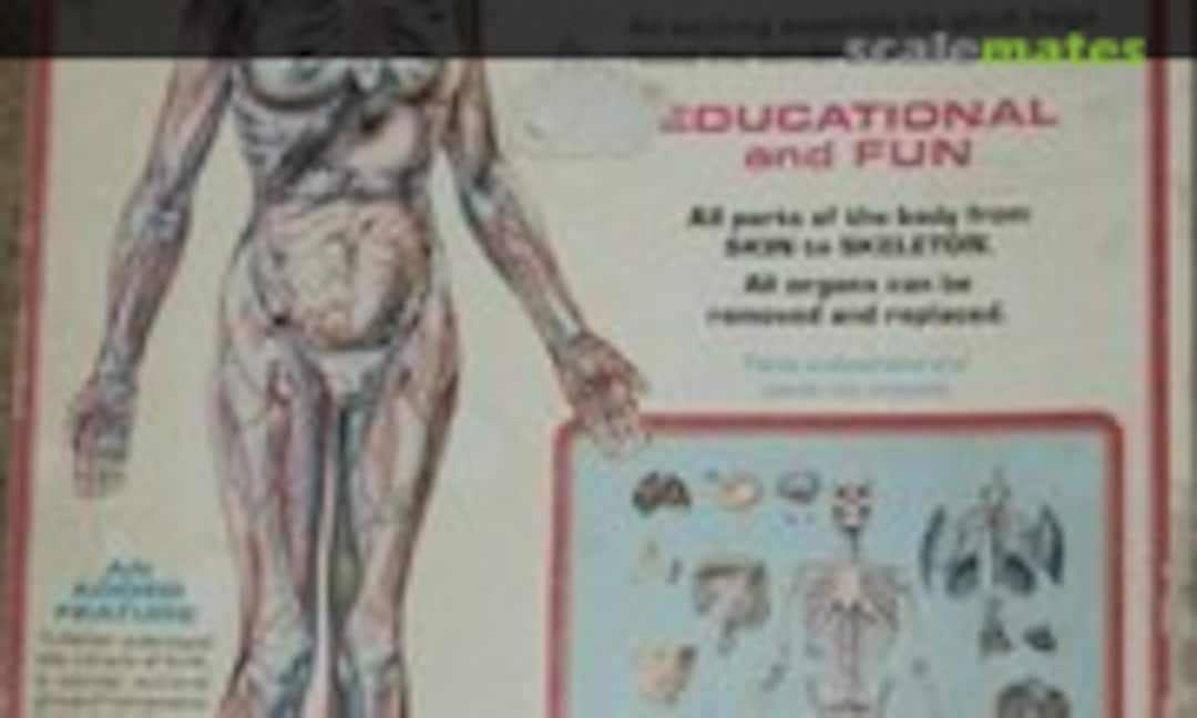 1:5 The Visible Woman (Renwal 804)