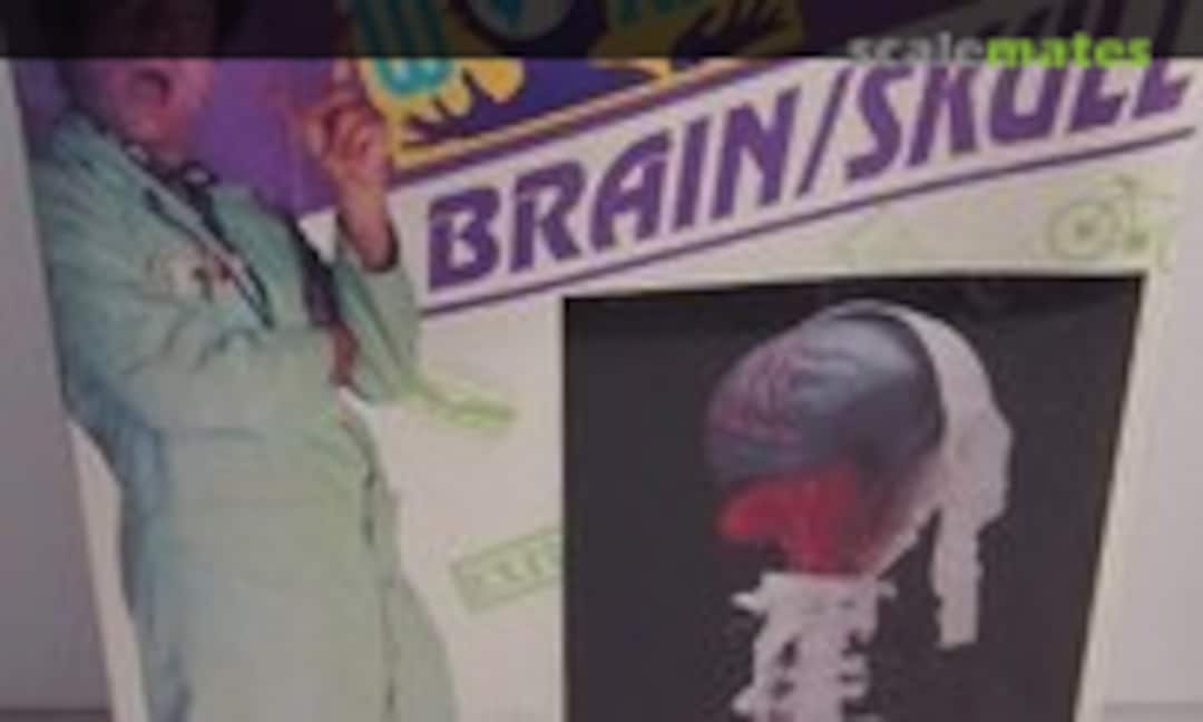 1:1 Brain / Skull (Skilcraft 74414) 74414