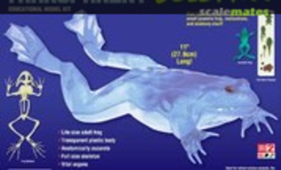 1:1 Giant American Bull Frog (Lindberg 76012)