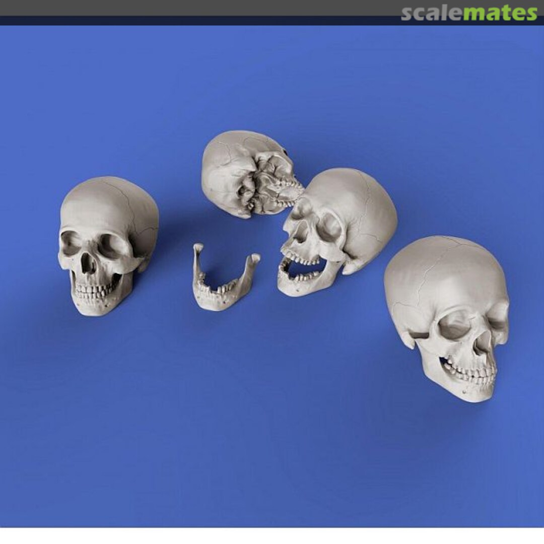 Boxart Skulls - Schädel 853 Royal Model Boxart Skulls - Schädel 853 Royal Model