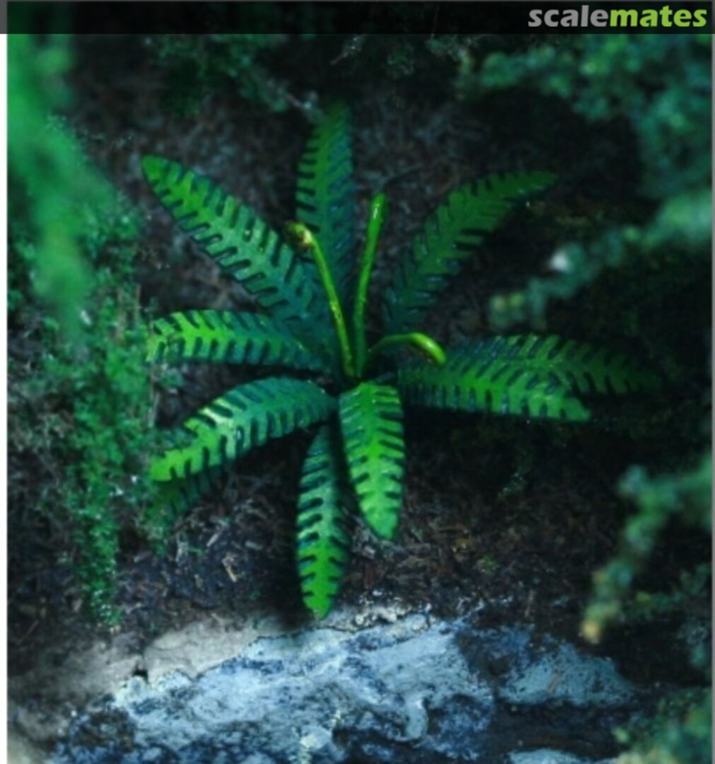 Boxart Fern <Chamoise> GL-1-72-014-CHA Fredericus-Rex