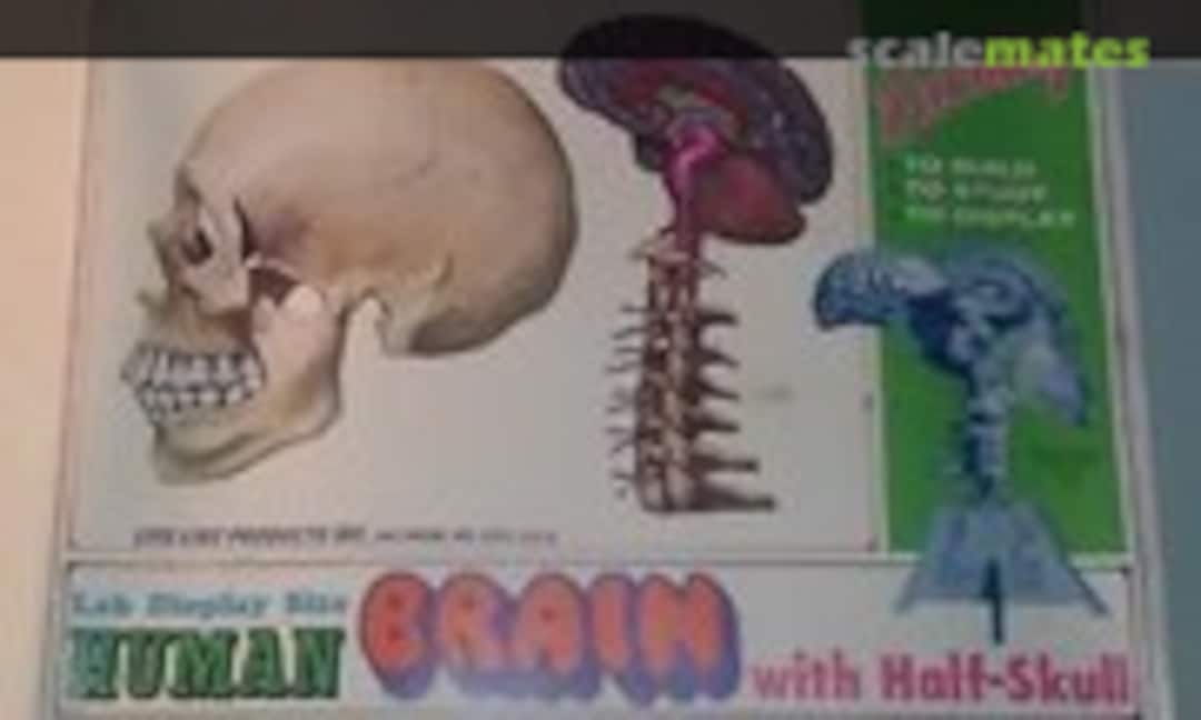 1:1 Human Brain (LIFE-LIKE Hobby Kits S376) S376