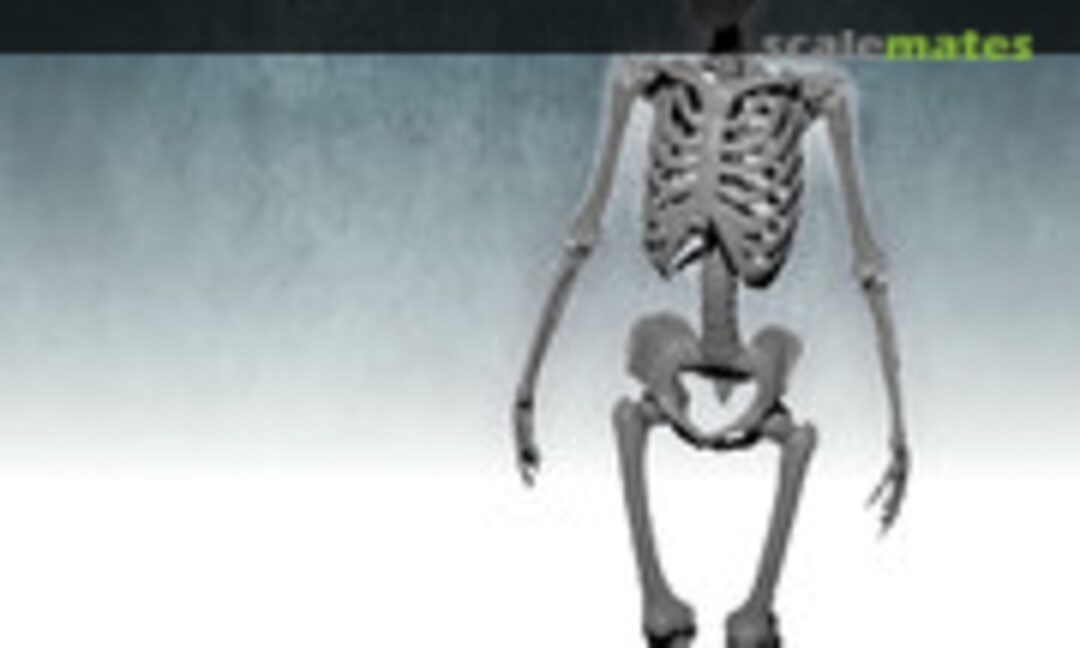 1:35 Human skeleton (FC Model Trend 35673) 35673