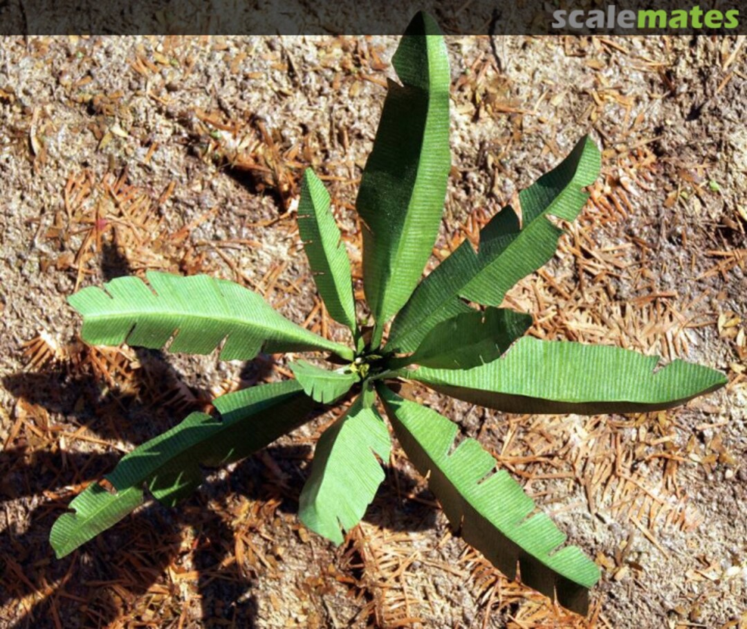 Boxart Banana leaves VG7-039 Model Scene Boxart Banana leaves VG7-039 Model Scene