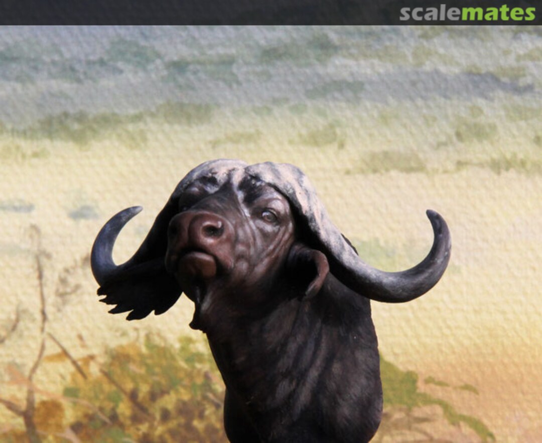 Boxart Caffer buffalo bust Bouts de brousse Boxart Caffer buffalo bust Bouts de brousse